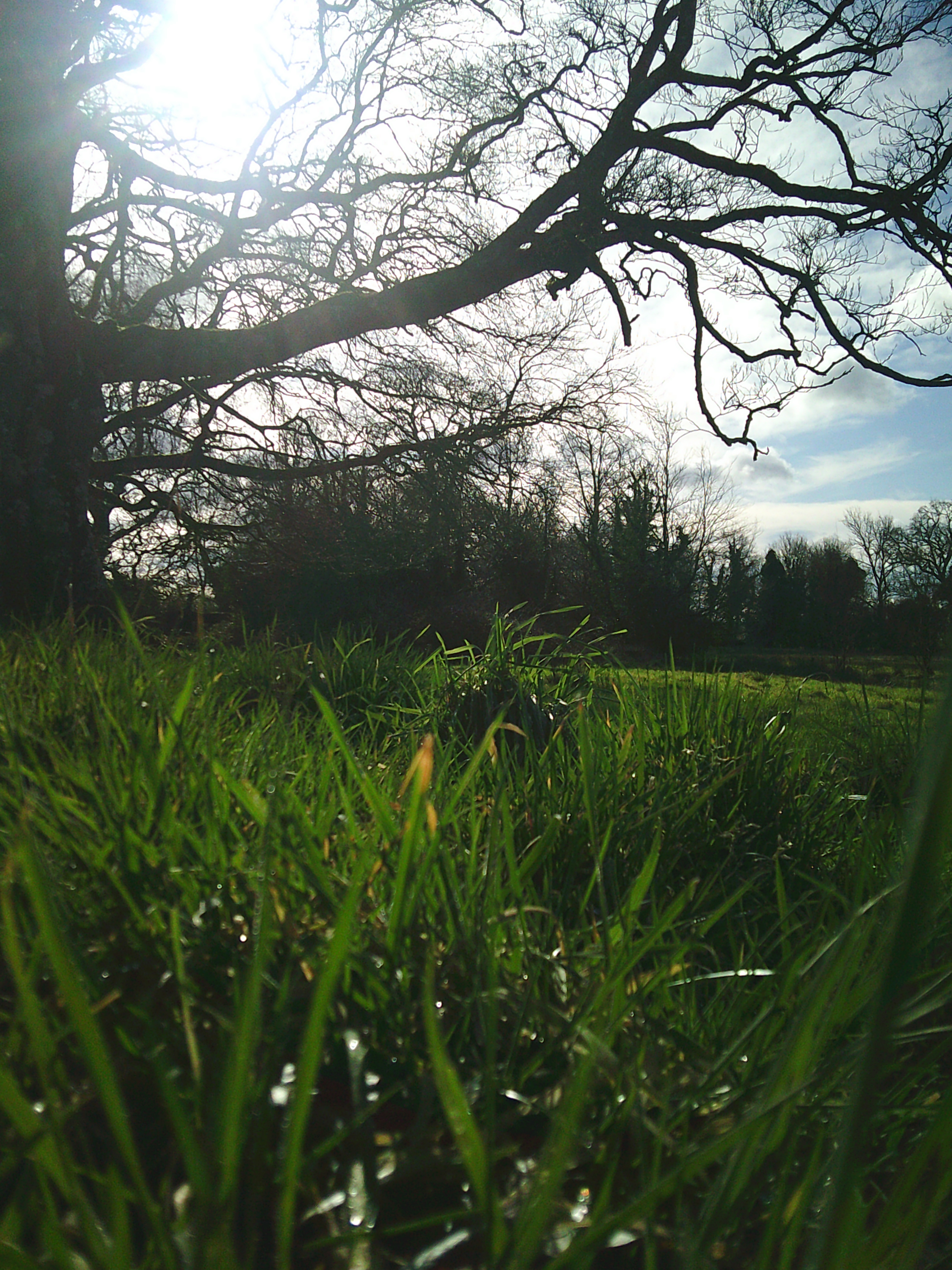 tree